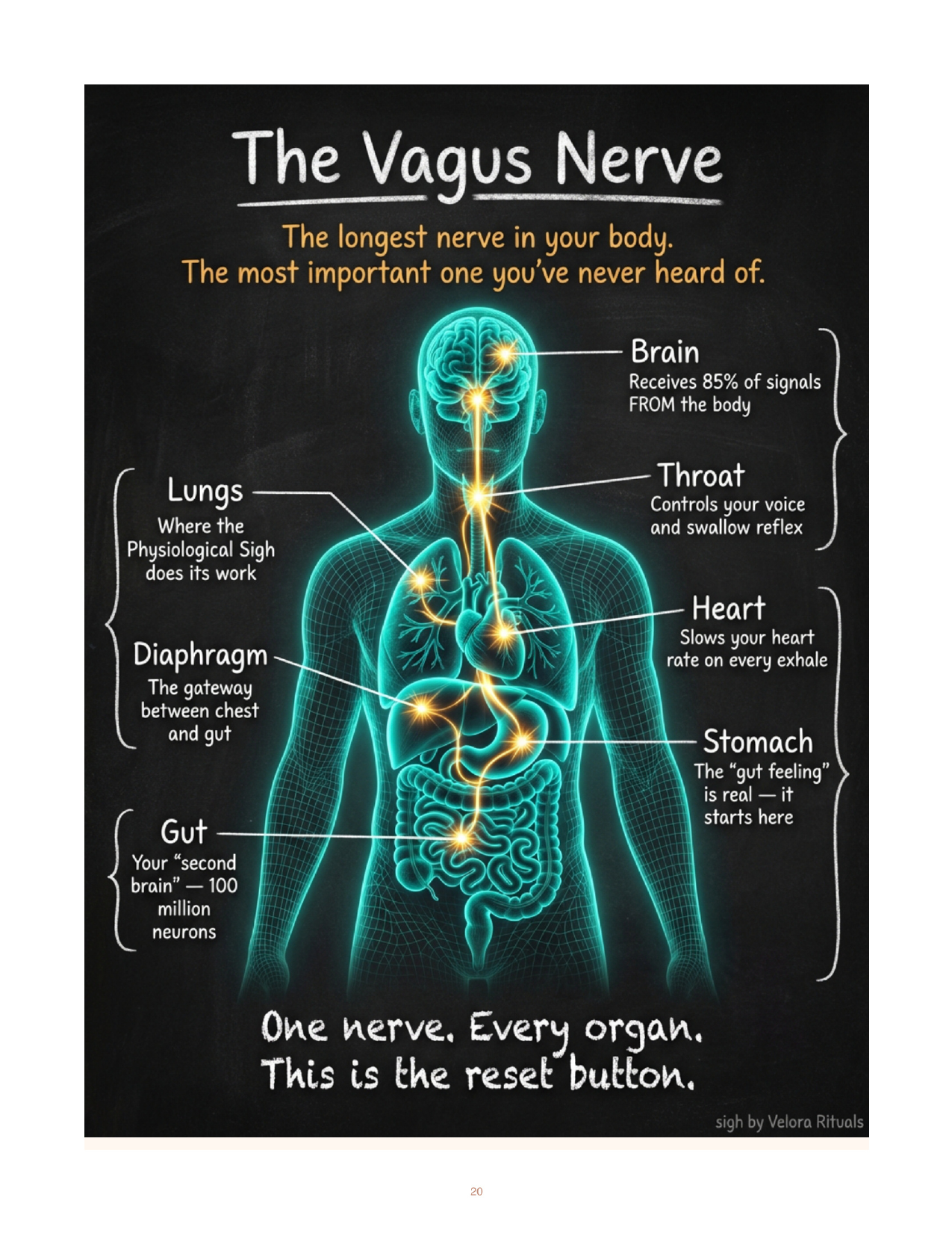 The Vagus Nerve — interior spread